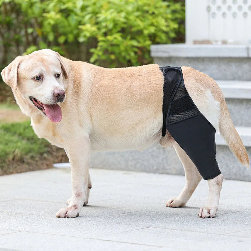 Adjustable Pet Knee Pads for Joint Recovery